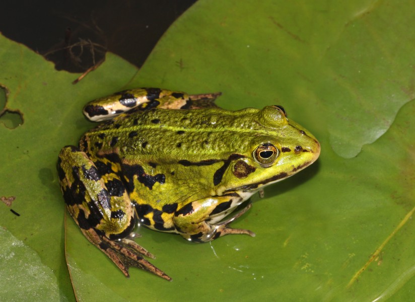 Pelophylax-esculentus-teichfrosch