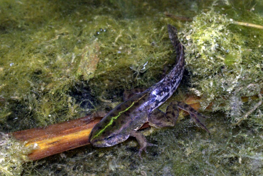 Pelophylax perezi 02 by-dpc