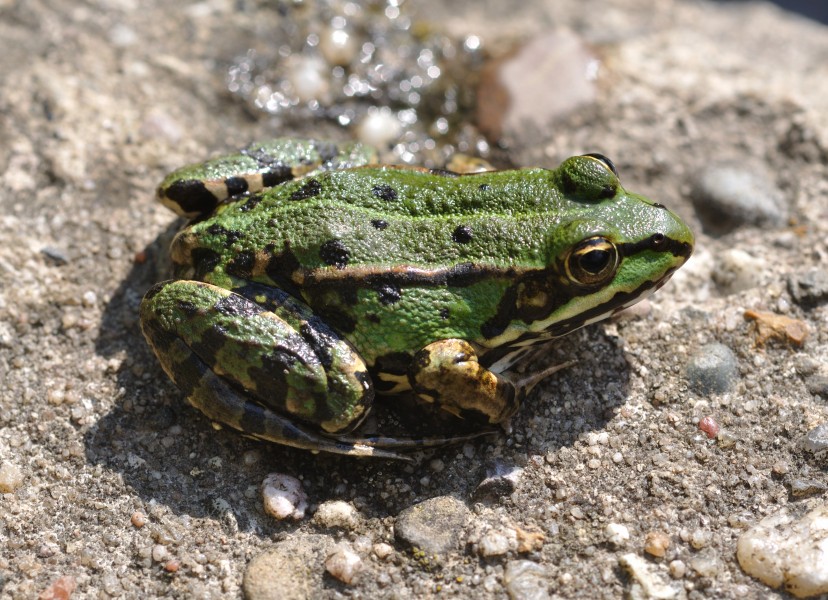 Pelophylax ridibundus qtl3