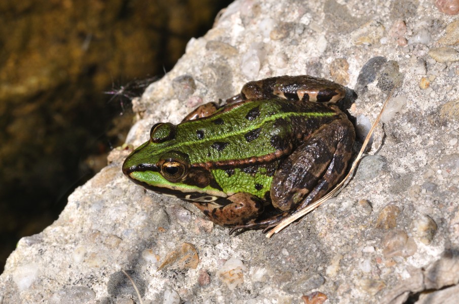 Pelophylax ridibundus qtl4