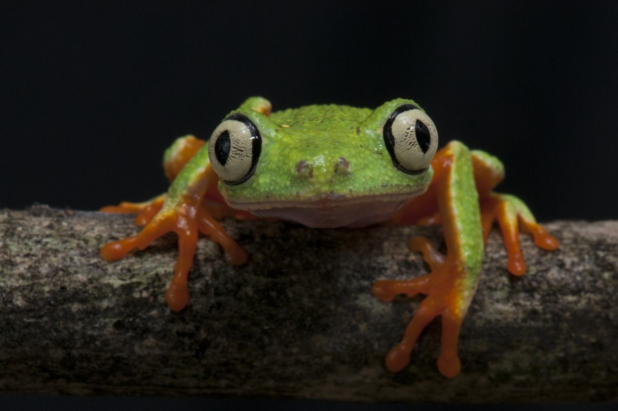 Perereca - verde - Agalychnis aspera