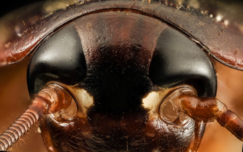 Periplaneta americana, face, top of head, MD, prince georges county 2014-02-27-16.34.28 ZS PMax (12835687255)
