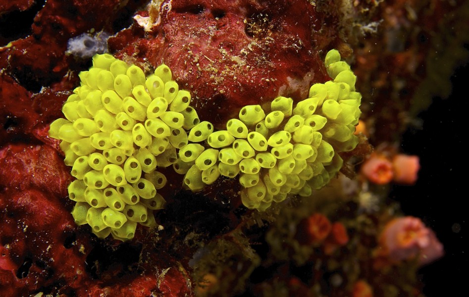 Perophora modificata Yellow Seasquirt tunicates PNG by Nick Hobgood