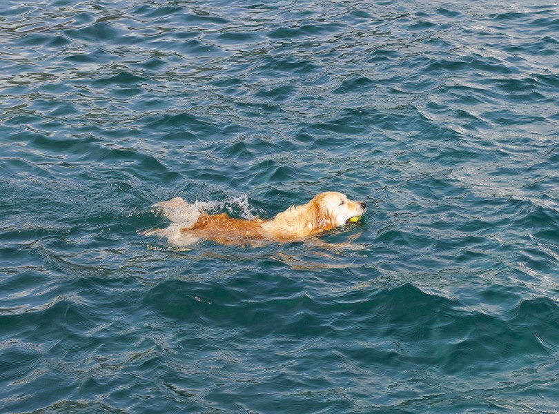 Perro nadador, Santa Cruz de Tenerife, España, 2012-12-15, DD 01