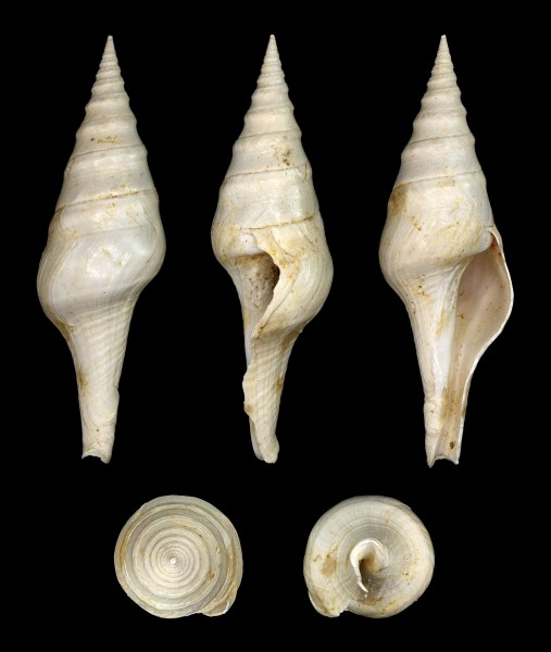Perrona semimarginata 01