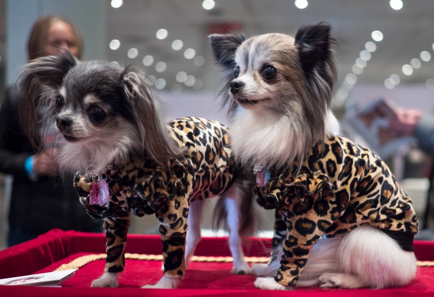 Petcon (81096)b