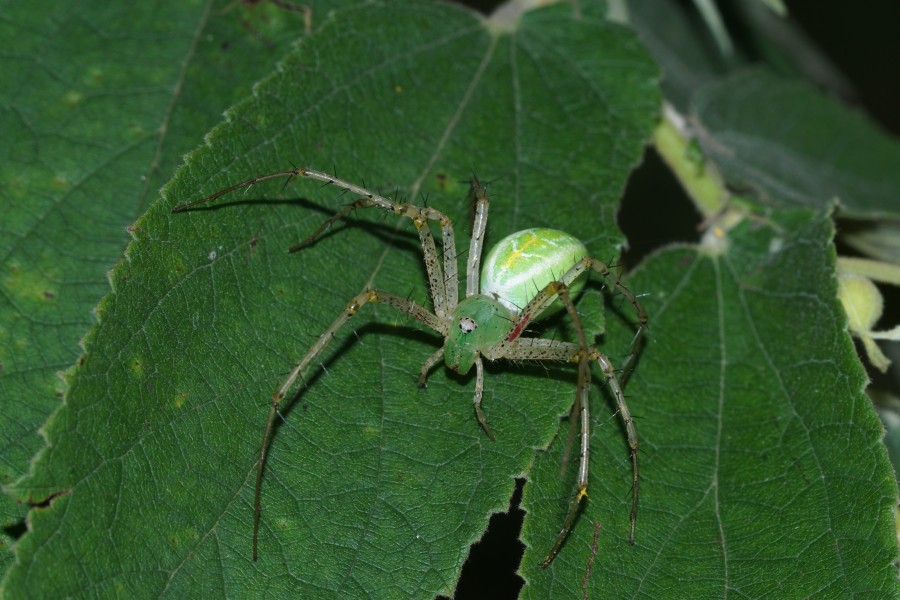 Peucetia Sp 05438