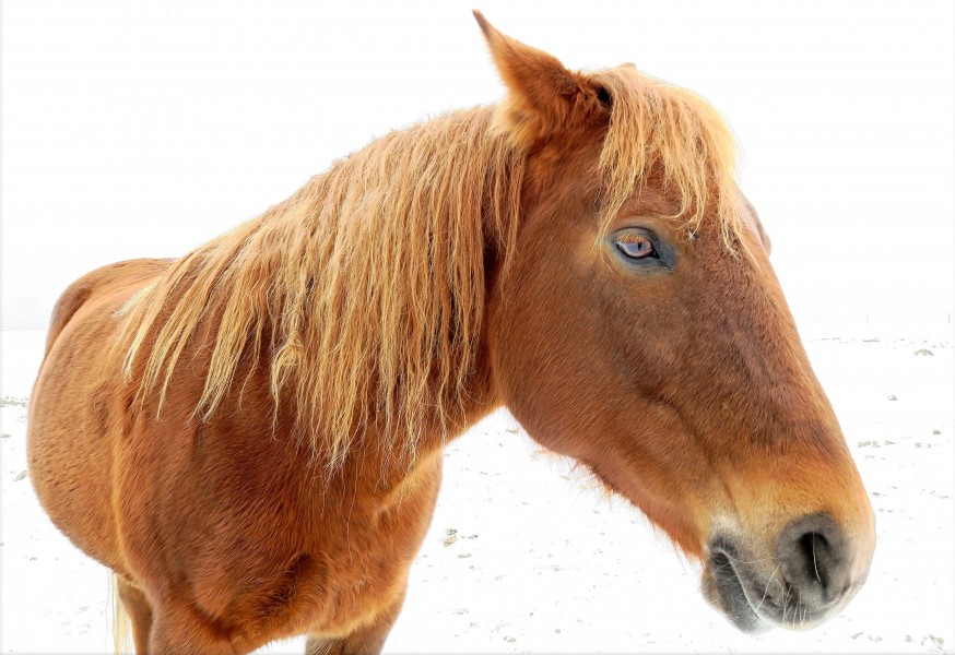 Pferd im Schnee (32244424072)