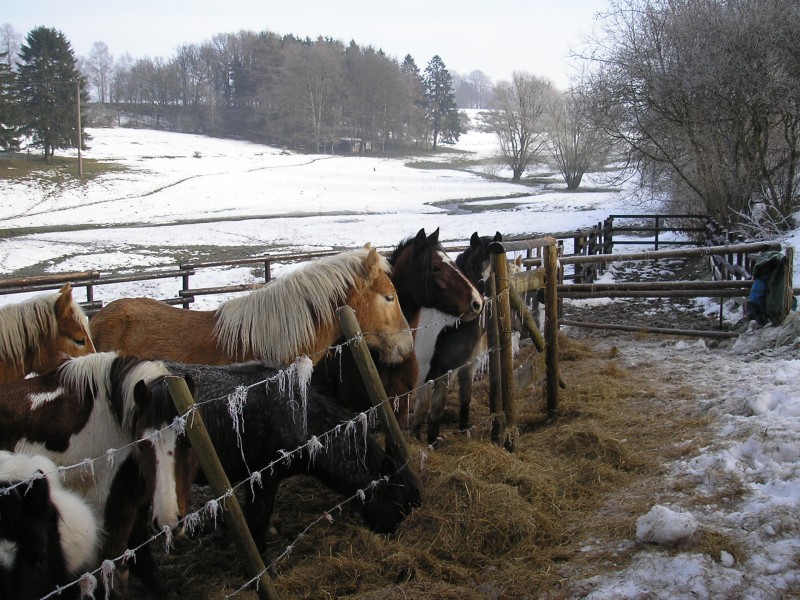 Pferdeweide im Tal der Warchenne