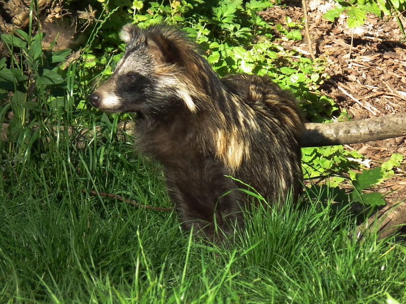 Pforzheim Wildpark Marderhund