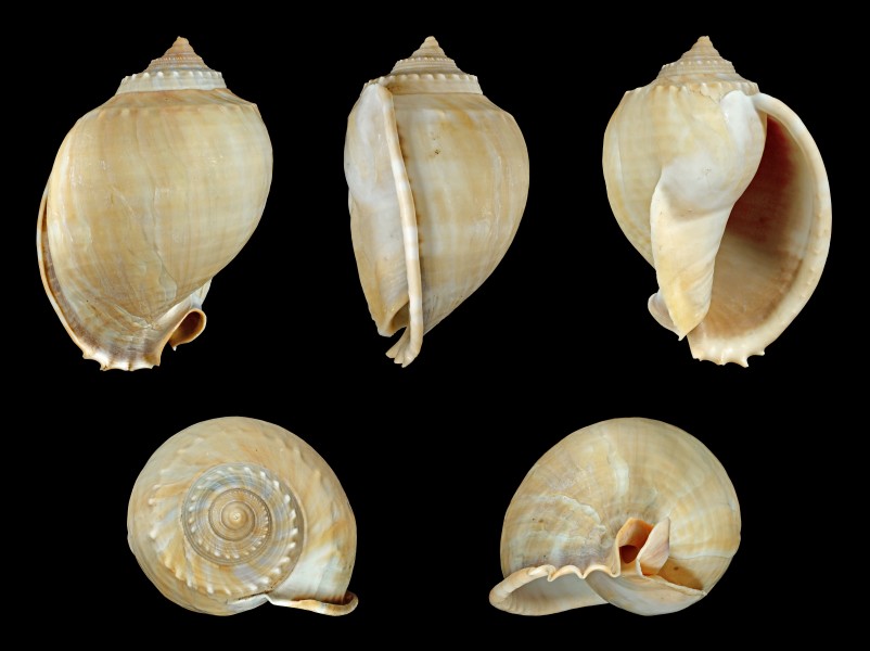 Phalium glaucum 01