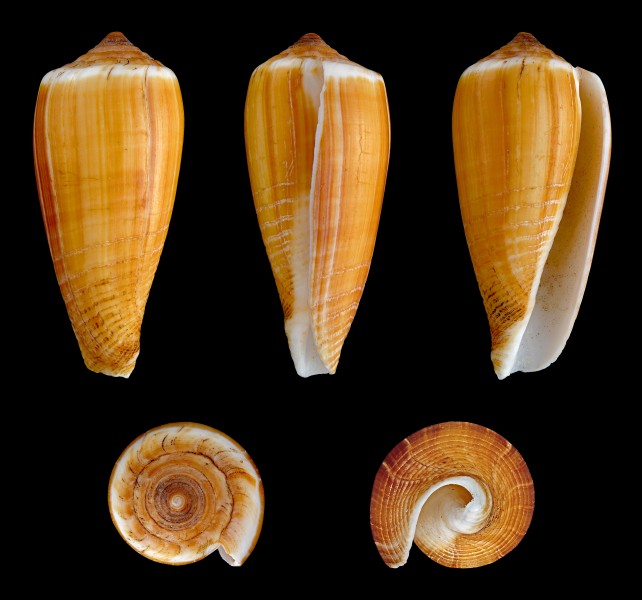 Phasmoconus radiatus 01