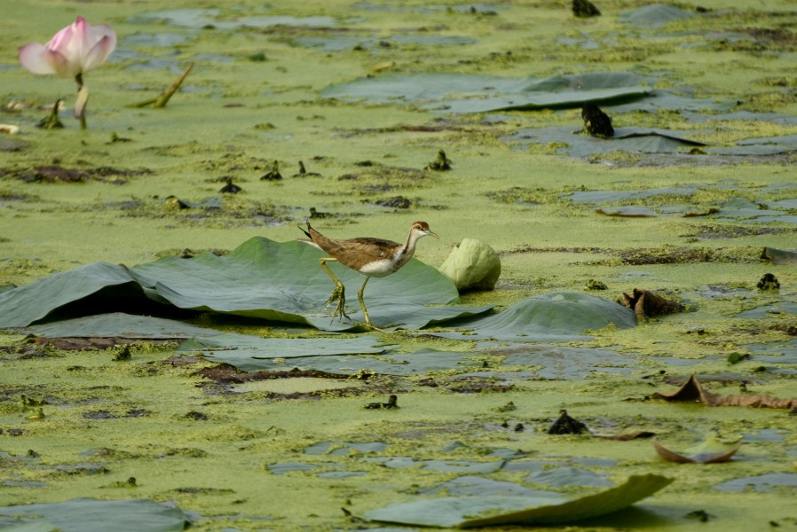 Pheasant-tailed jacana (Hydrophasianus chirurgus) in a lotus pond from AranthangJEG4043