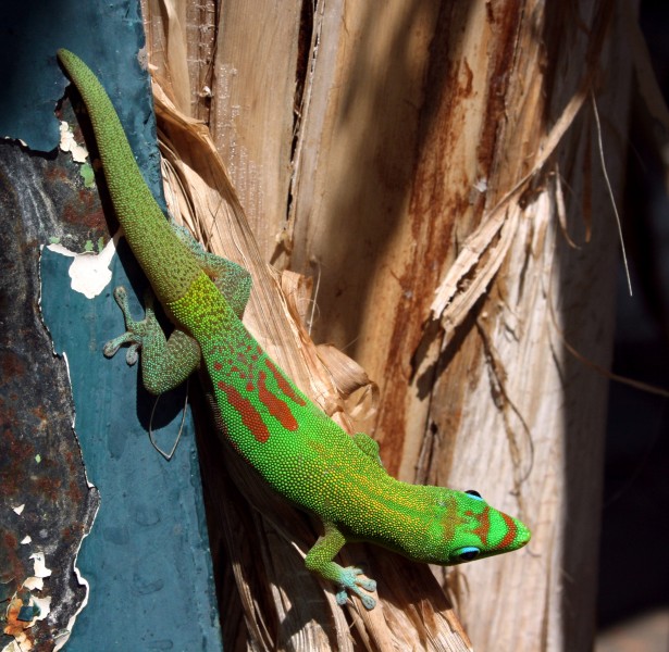 Phelsuma-laticauda-Saint-Denis
