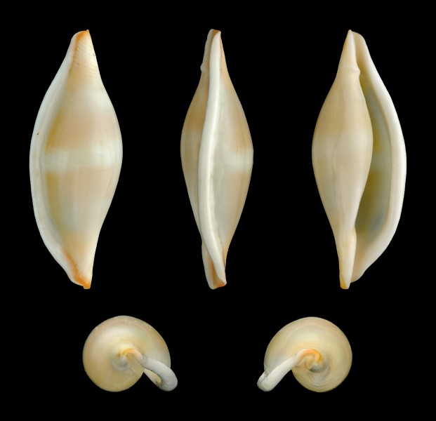 Phenacovolva brevirostris 01