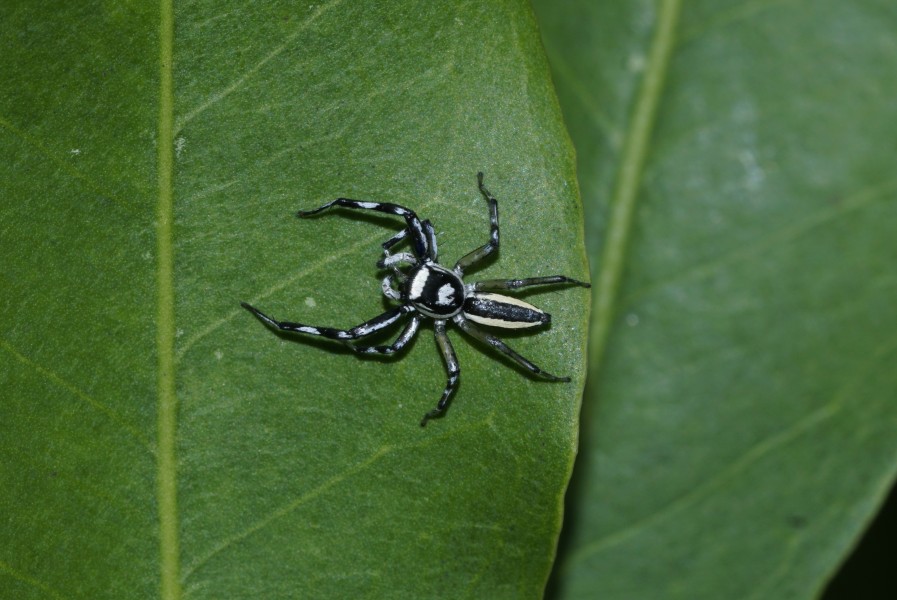 Phintella sp 4746