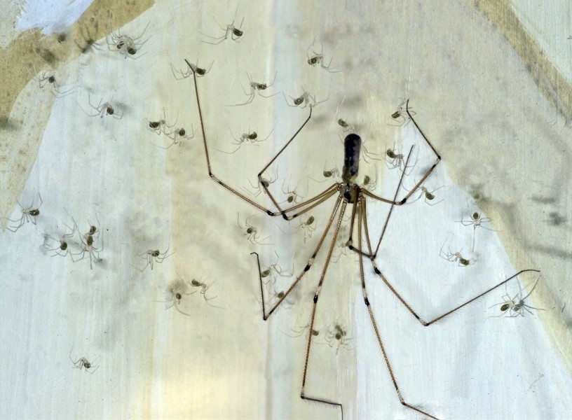 Pholcus