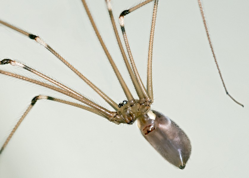 Pholcus phalangioides MHNT Ventral side