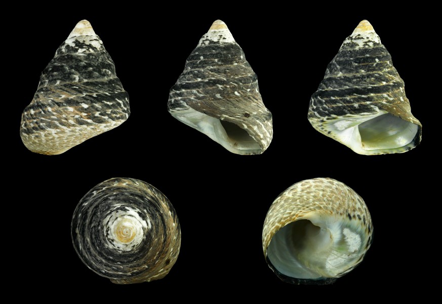 Phorcus atratus 01