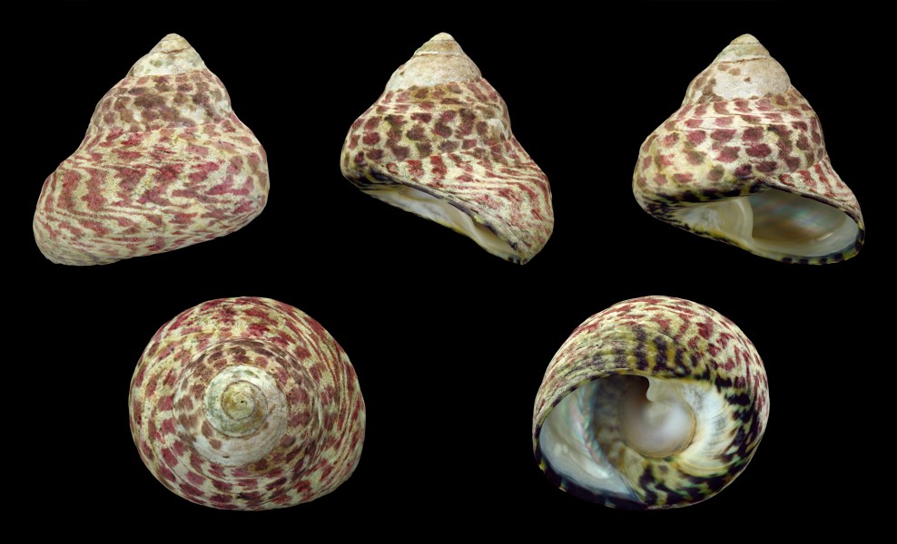 Phorcus sauciatus 01