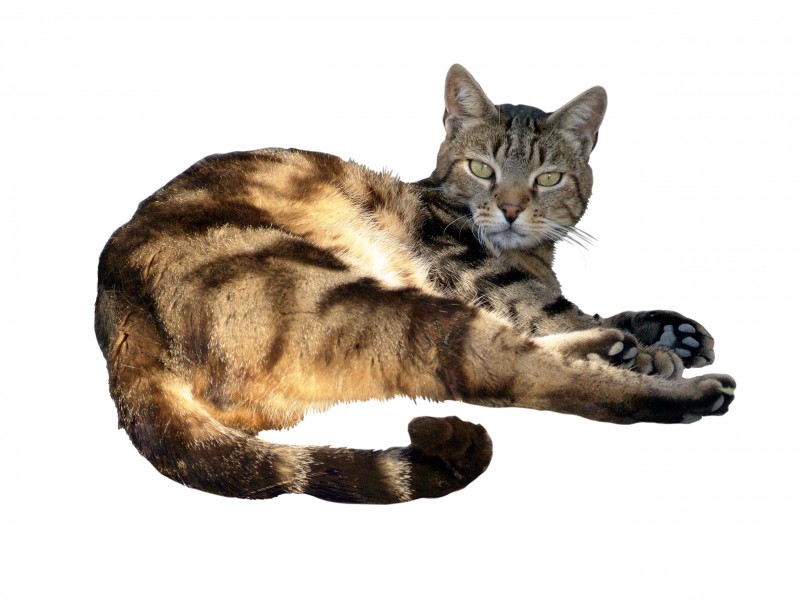 Photo de chat découpée