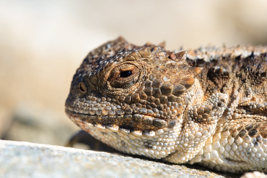 Phrynosoma hernandesi (Calibas)