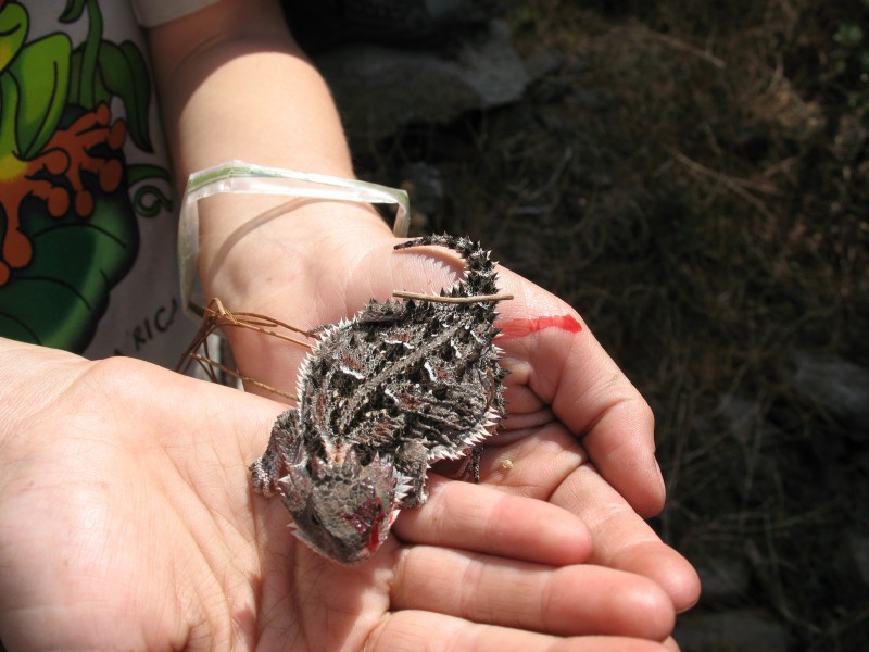 Phrynosoma orbiculare