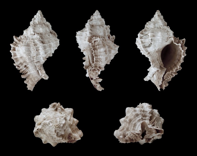 Phyllonotus evergladensis 01
