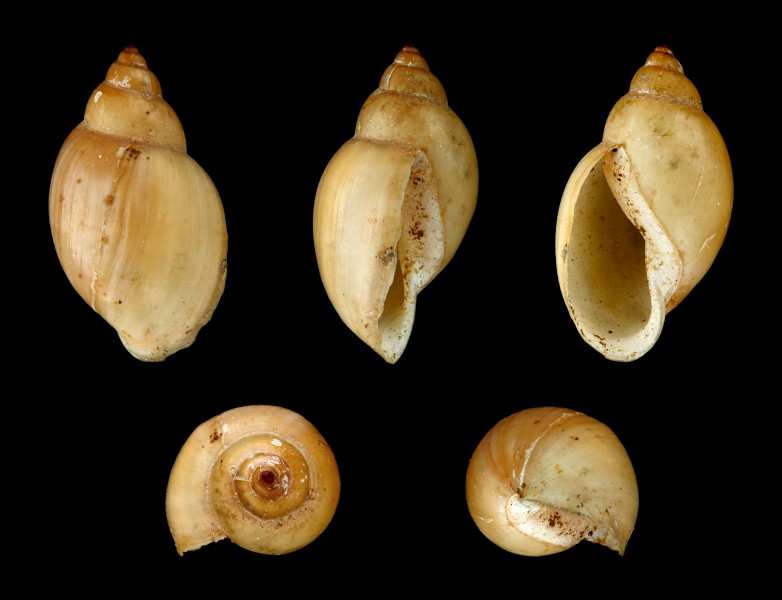Physella acuta 01