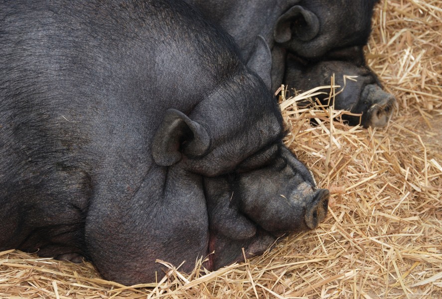 Pigs July 2008-2