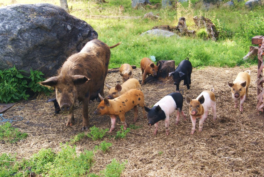 Pigs on Holmön