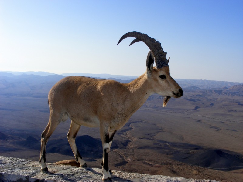 PikiWiki Israel 21548 Machtesh Ramon