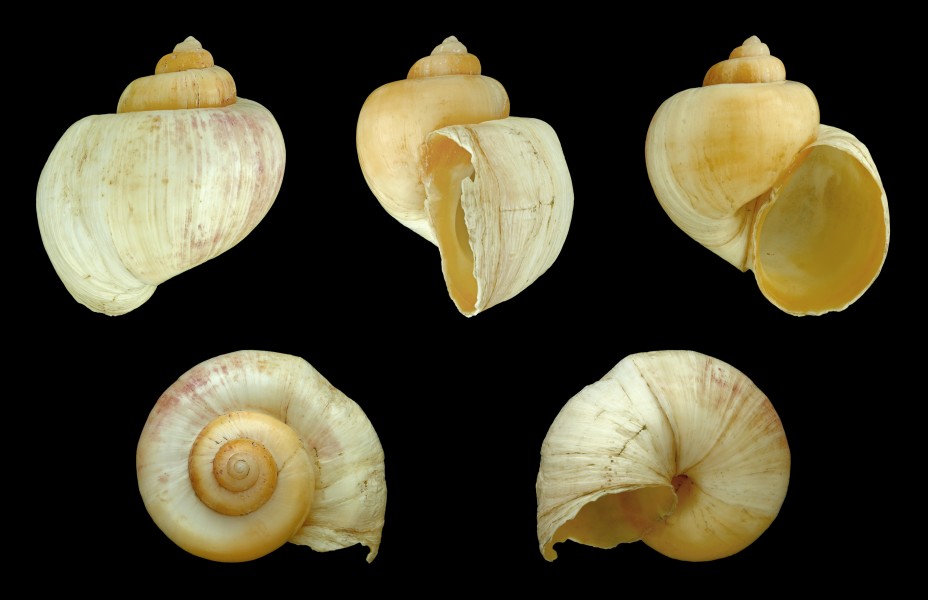 Pila virens 01