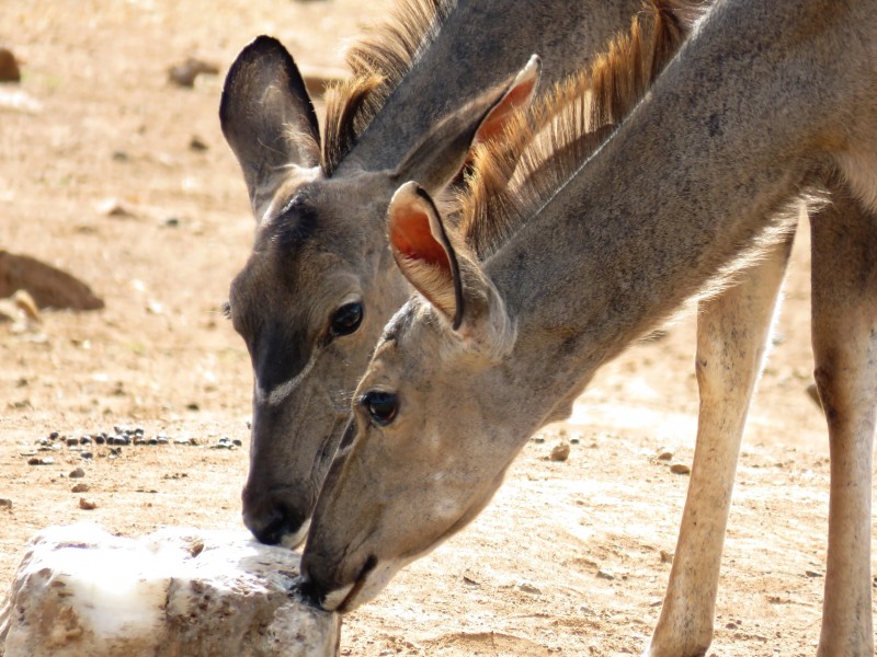Pilanesberg Saltlick