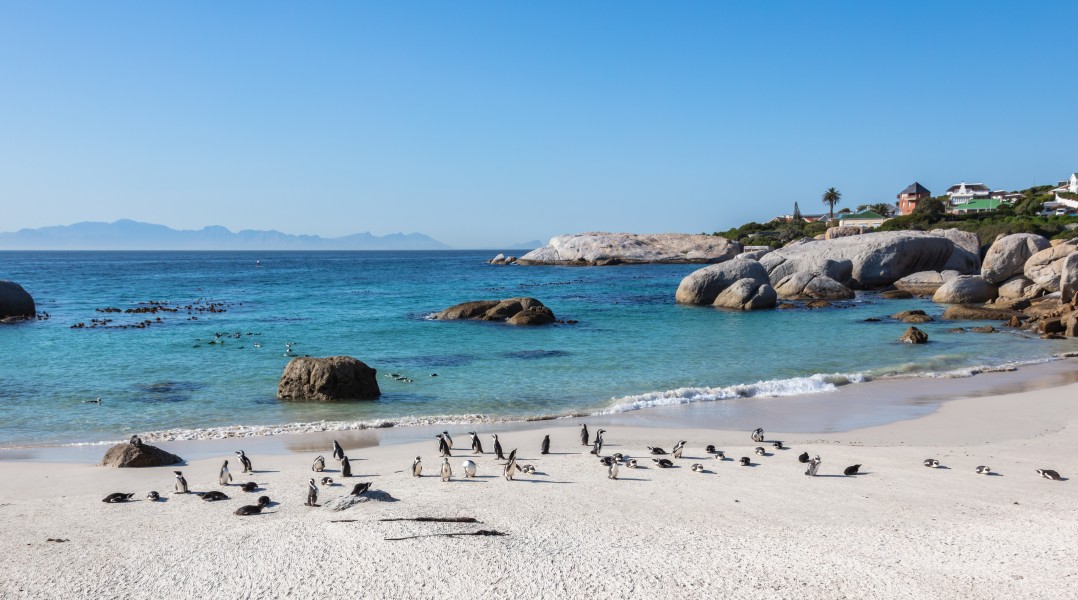 Pingüinos de El Cabo (Spheniscus demersus), Playa de Boulders, Simon's Town, Sudáfrica, 2018-07-23, DD 20