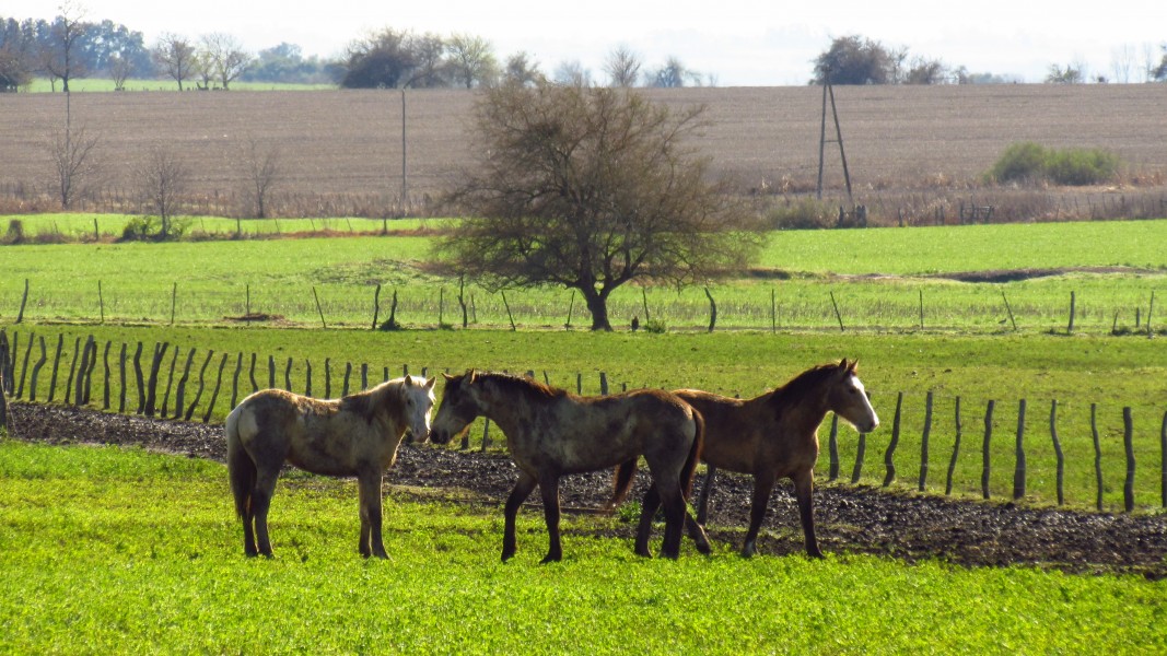 Pingos locos - panoramio