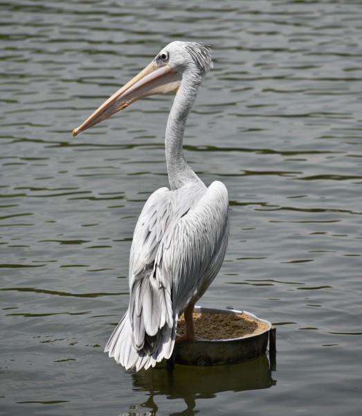 Pink-backed pelican (PJ Wetlands)