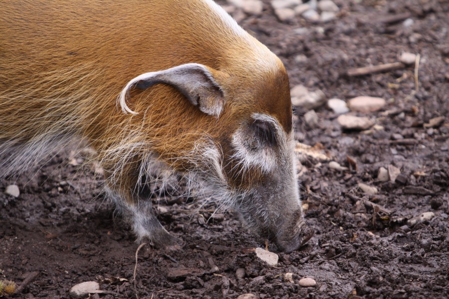Pinselohrschwein im Durrell Wildlife Park