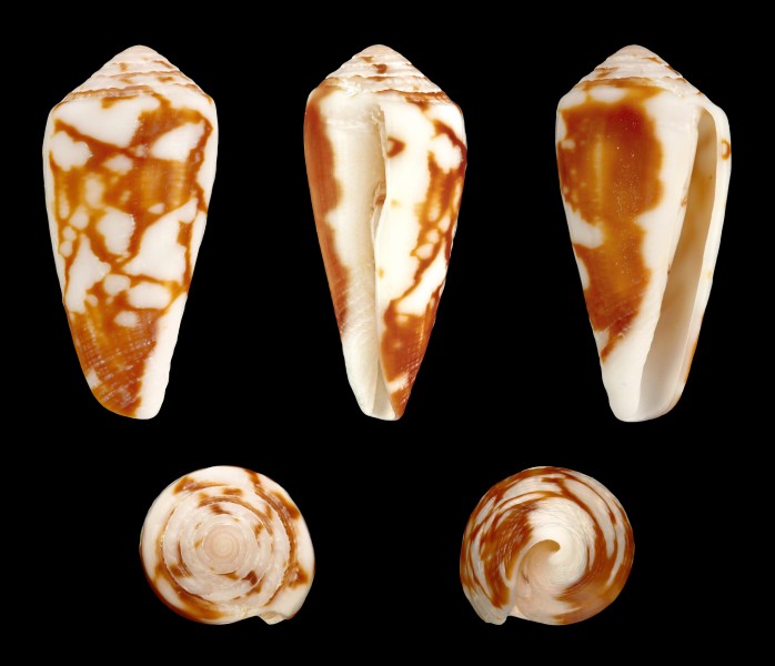 Pionoconus magus f. rollandi 01
