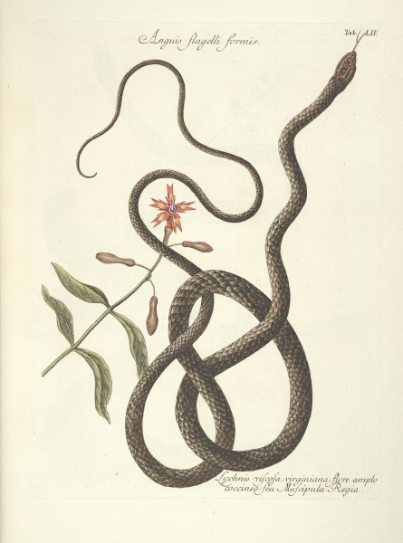 Piscium, serpentum, insectorum, aliorumque nonnullorum animalum nec non plantarum quarundam imagines (Tab. LIV) BHL9873026