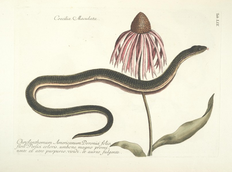 Piscium, serpentum, insectorum, aliorumque nonnullorum animalum nec non plantarum quarundam imagines (Tab. LIX) BHL9873031