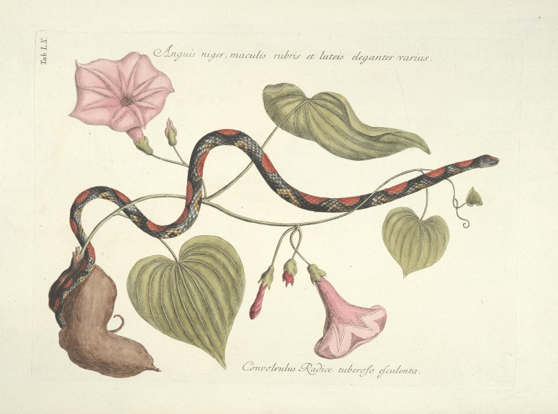 Piscium, serpentum, insectorum, aliorumque nonnullorum animalum nec non plantarum quarundam imagines (Tab. LX) BHL9873032