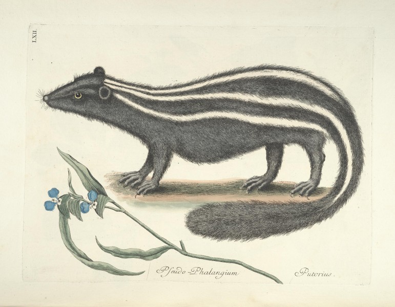 Piscium, serpentum, insectorum, aliorumque nonnullorum animalum nec non plantarum quarundam imagines (Tab. LXII) BHL9873034