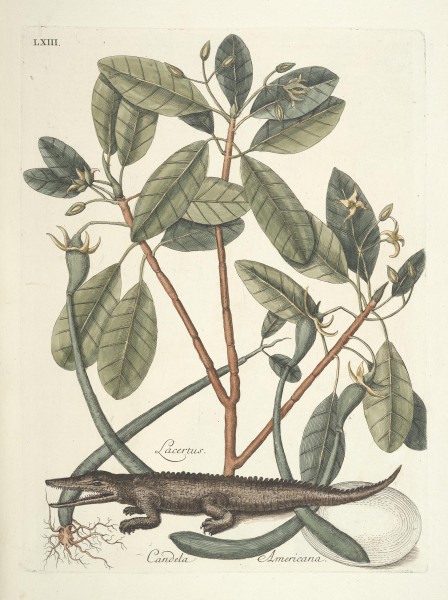 Piscium, serpentum, insectorum, aliorumque nonnullorum animalum nec non plantarum quarundam imagines (Tab. LXIII) BHL9873035