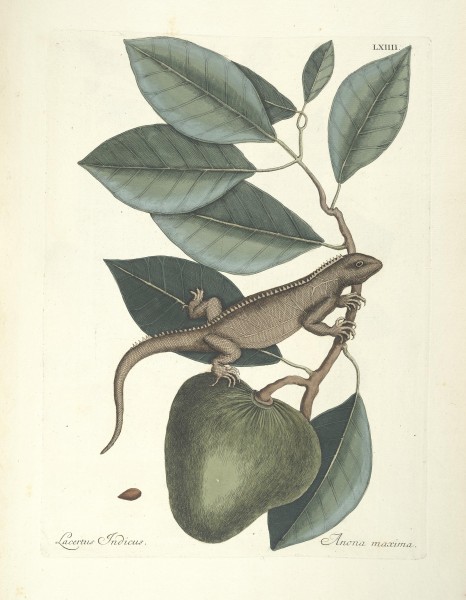 Piscium, serpentum, insectorum, aliorumque nonnullorum animalum nec non plantarum quarundam imagines (Tab. LXIV) BHL9873036
