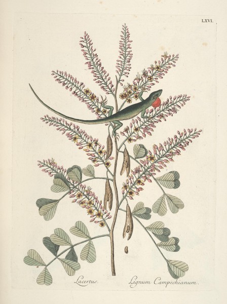 Piscium, serpentum, insectorum, aliorumque nonnullorum animalum nec non plantarum quarundam imagines (Tab. LXVI) BHL9873038