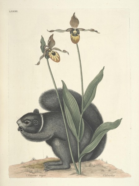 Piscium, serpentum, insectorum, aliorumque nonnullorum animalum nec non plantarum quarundam imagines (Tab. LXXIII) BHL9873045