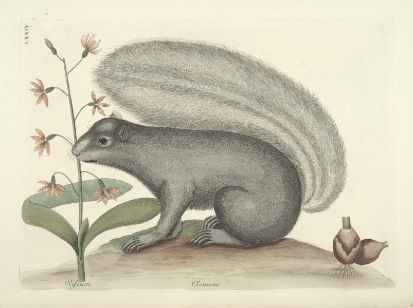 Piscium, serpentum, insectorum, aliorumque nonnullorum animalum nec non plantarum quarundam imagines (Tab. LXXIV) BHL9873046
