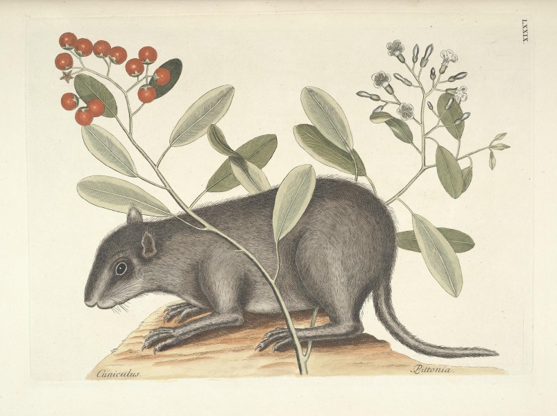 Piscium, serpentum, insectorum, aliorumque nonnullorum animalum nec non plantarum quarundam imagines (Tab. LXXIX) BHL9873051