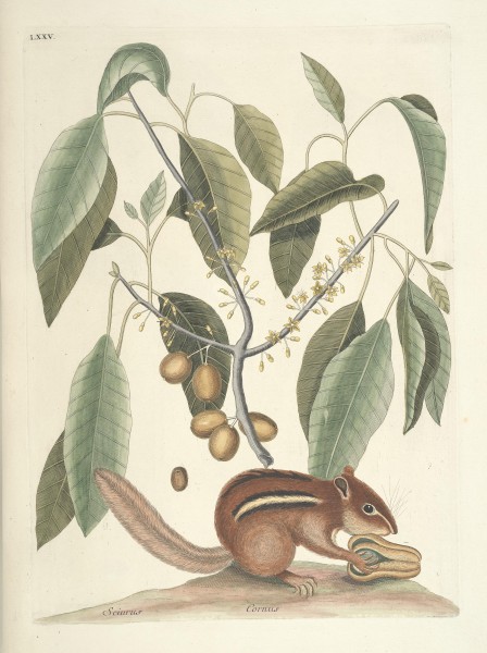 Piscium, serpentum, insectorum, aliorumque nonnullorum animalum nec non plantarum quarundam imagines (Tab. LXXV) BHL9873047